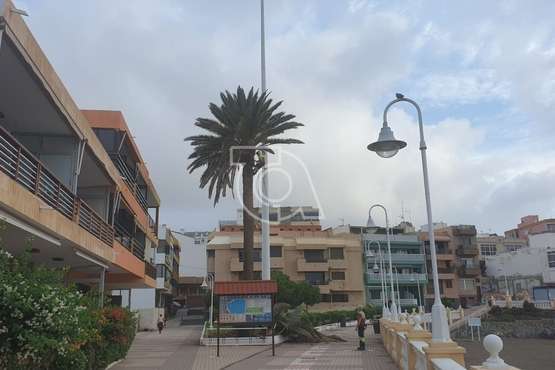 Poda y limpieza de las palmeras de Salinetas y Clavellinas/TA.